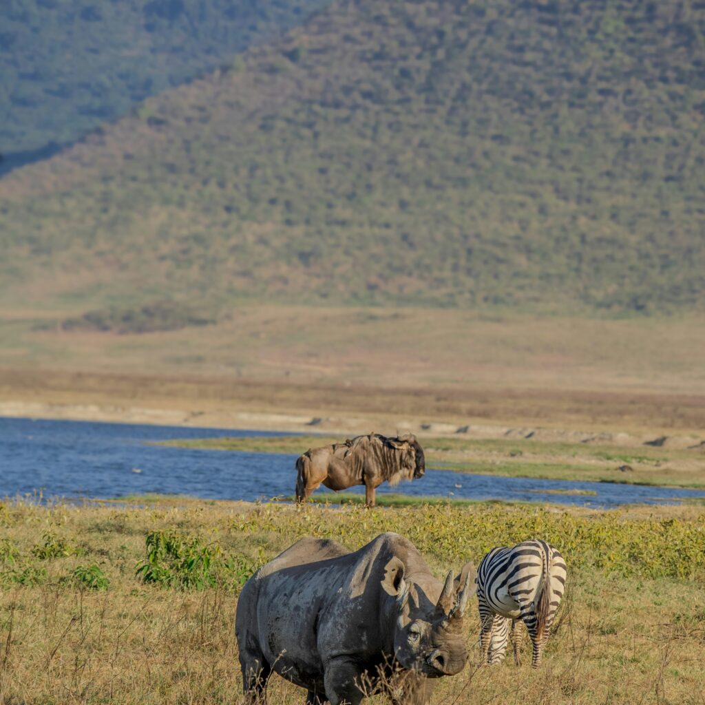 mwandwe-chileshe-nlQcxIhbhoI-unsplash